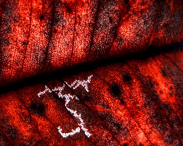 Autumn Leaf 01