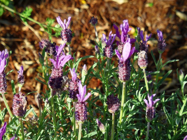 Lavender