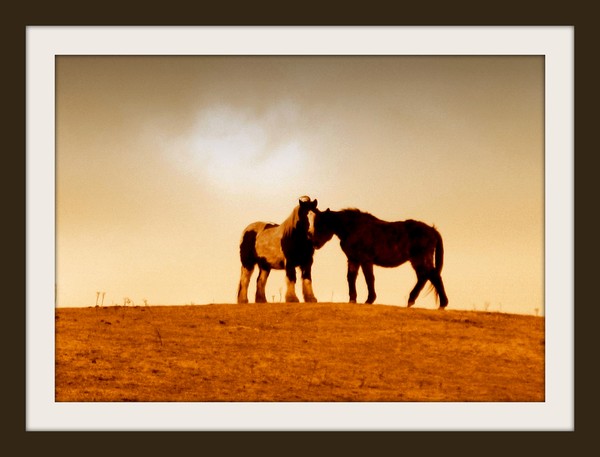 Northumberland Romance