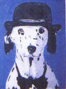 Dalmation