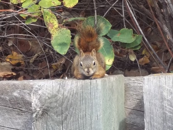 cute squirrel