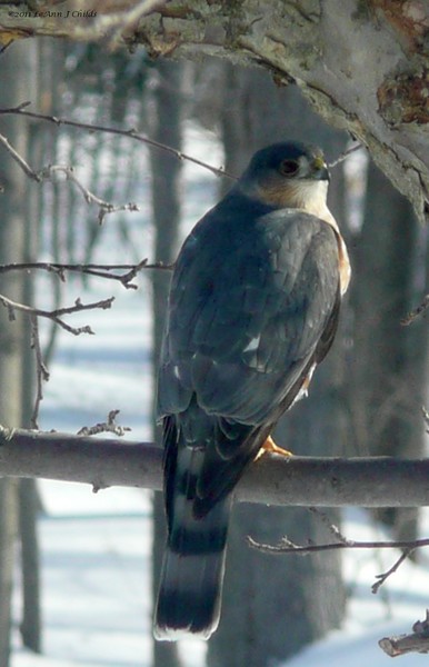 Sharp-shinned hawk
