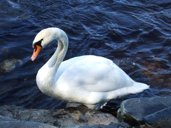 Beautiful Swan