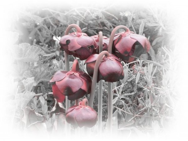 Newfoundland Pitcher Plant
