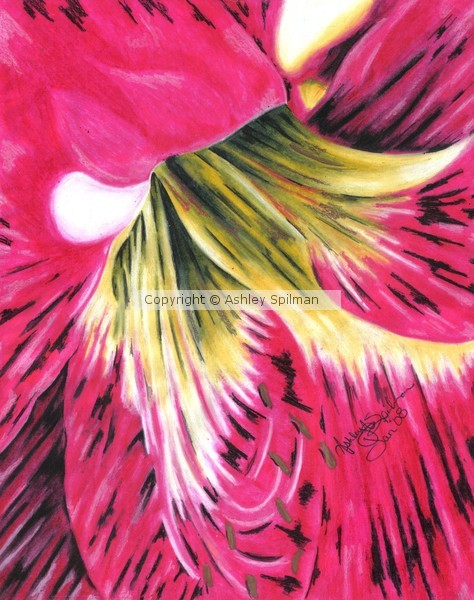 Red Amaryillis
