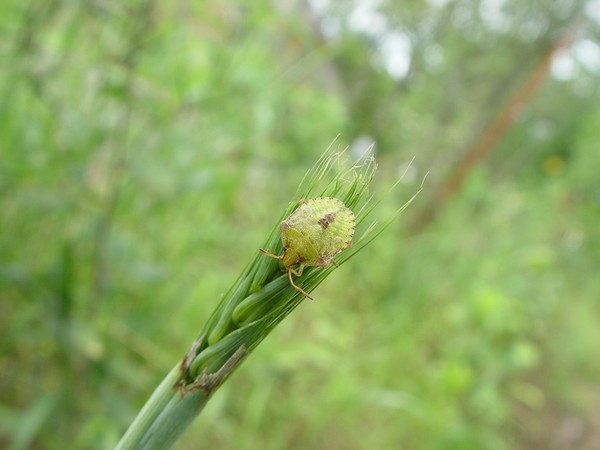 small green...