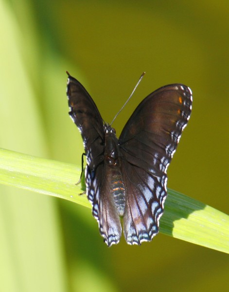 Black Butterfly