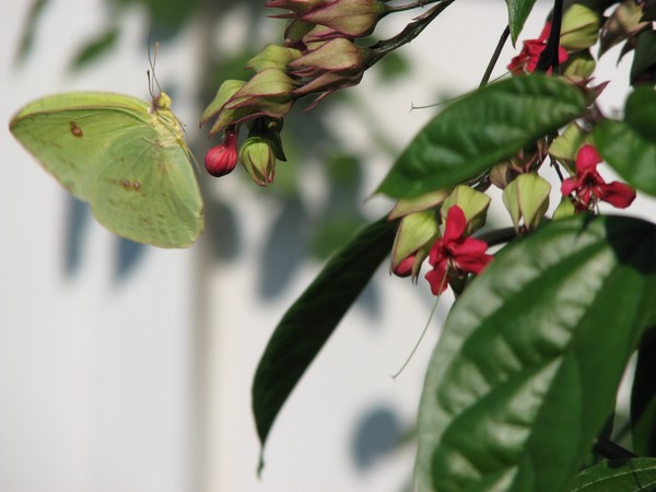 Butterfly Lunch