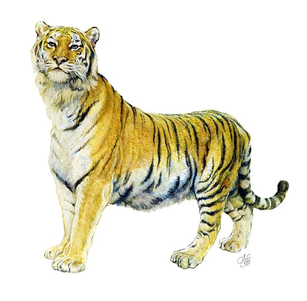 Tiger