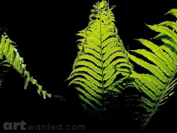 MORNING FERN