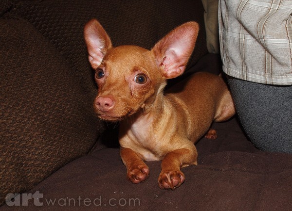  PONCHO THE GREAT