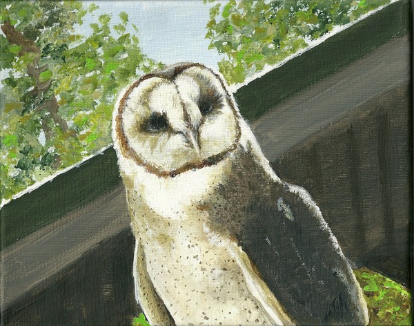 barn owl