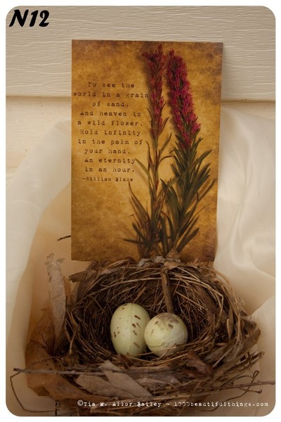 Nature Postcard N12 Ready to Ship