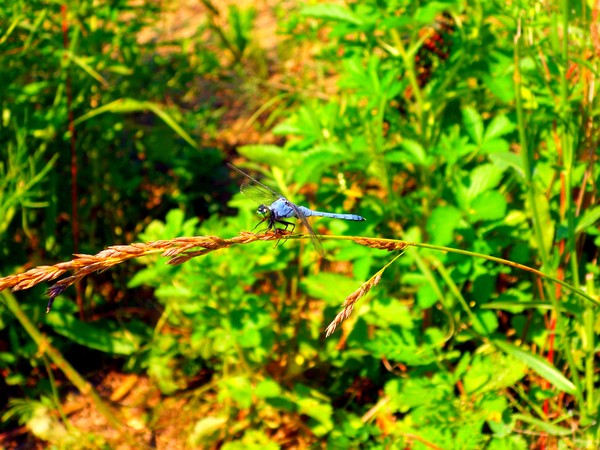 Dragonfly