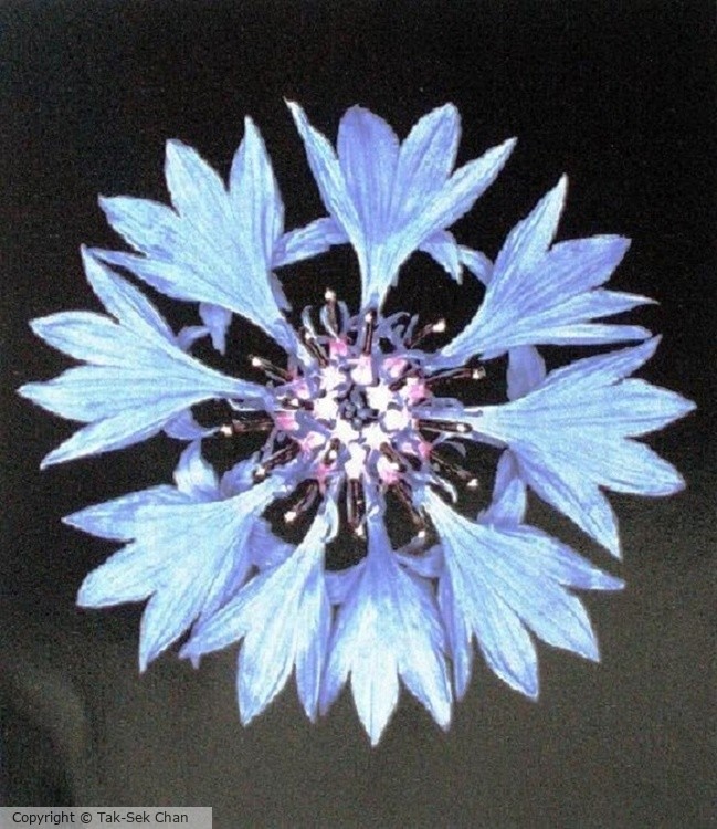 Cornflower (Centaurea cyanus)