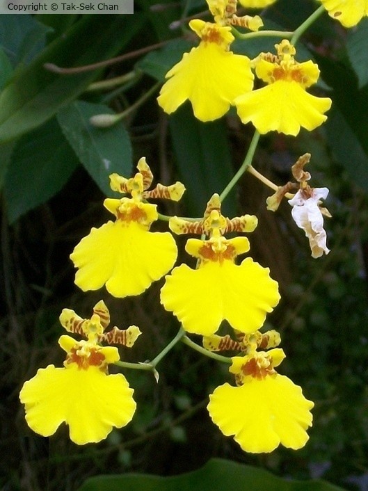 Dancing Orchid (Oncidium sphacelatum) 12-08-2010 C