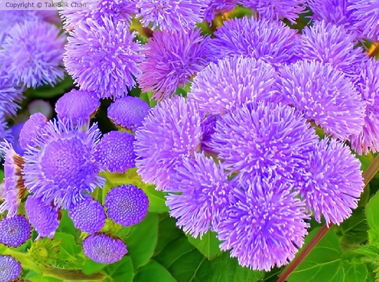 Ageratum houstonianum, Russell's, 10-08-2023
