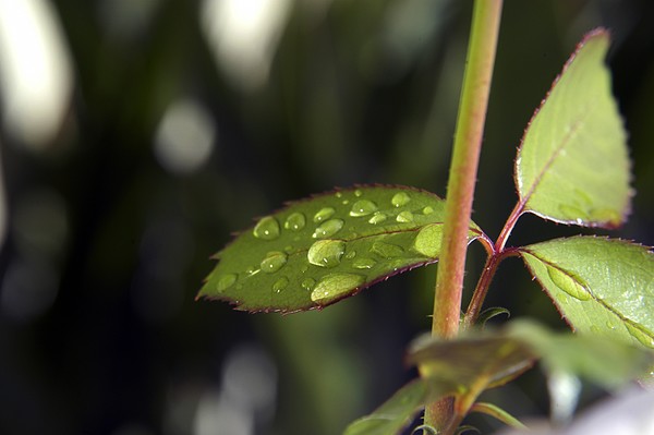 Rain On The Leaves