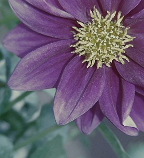 Delicate