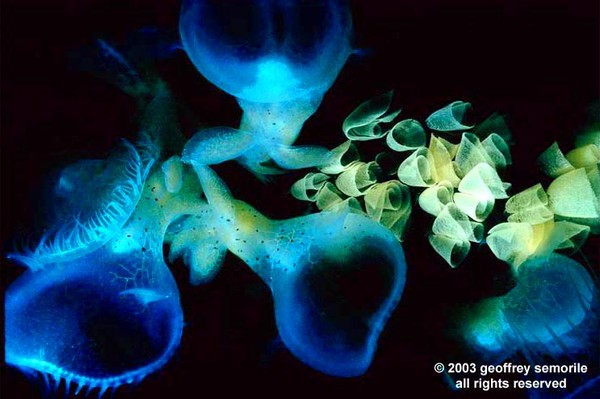 LION NUDIBRANCH'S 