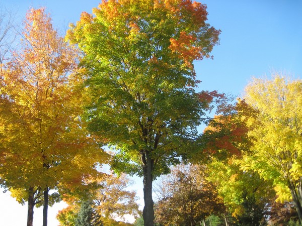 The noble trees of fall
