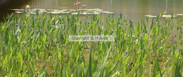 The Pond