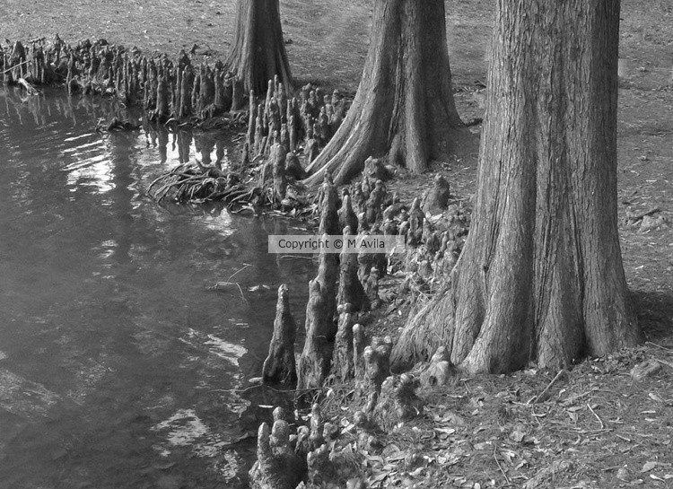 trees