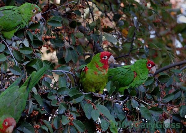 Parrots of Telegraph Hill
