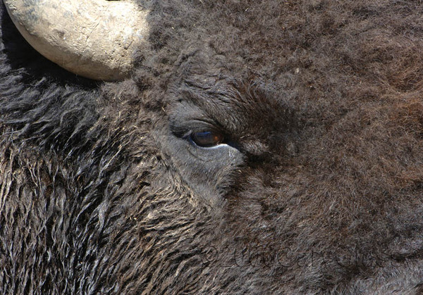 Eye of the Bison