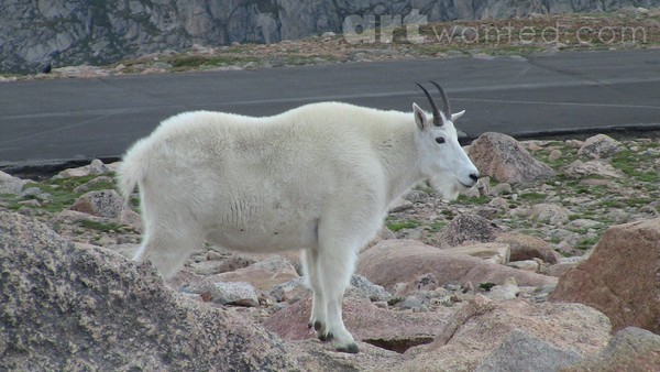 Mt. Evans Wildlife