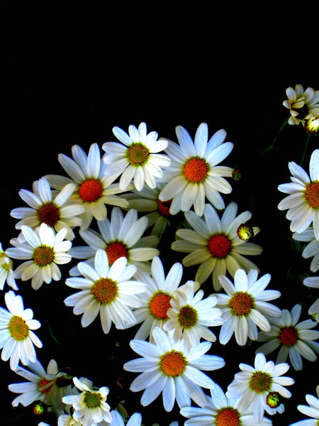 Blossoming darkness