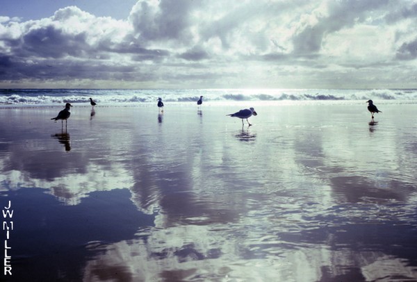 Reflective Gulls