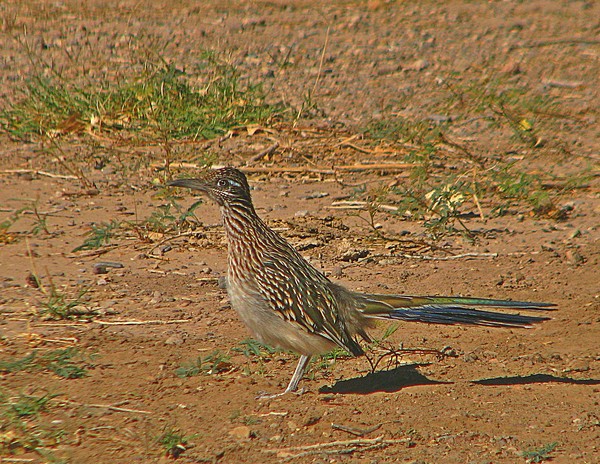 5014 Texas Road Runner
