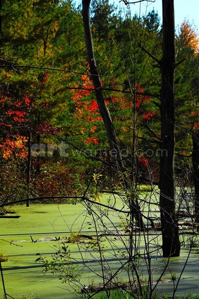 Stillwater Swamp I