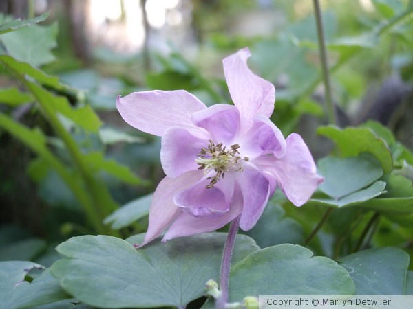 Columbine blossom