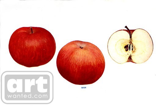 Apple Aiken