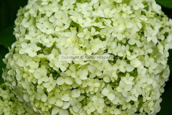 Hydrangea 1