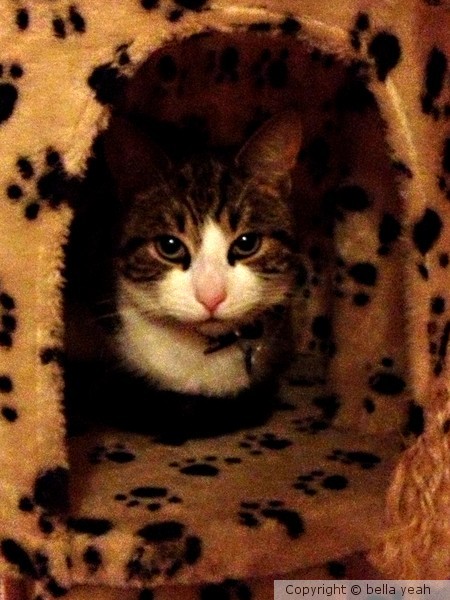 castiel in his tree house