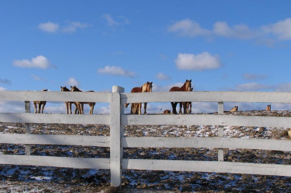 surreal horses
