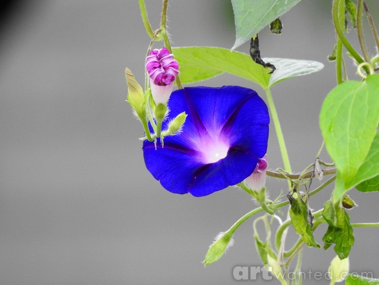 New Growth