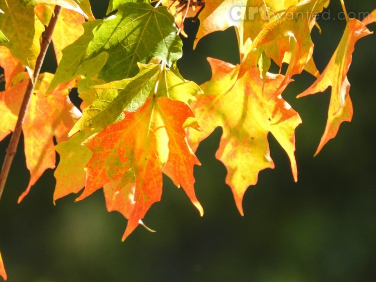 Autumn in the Air