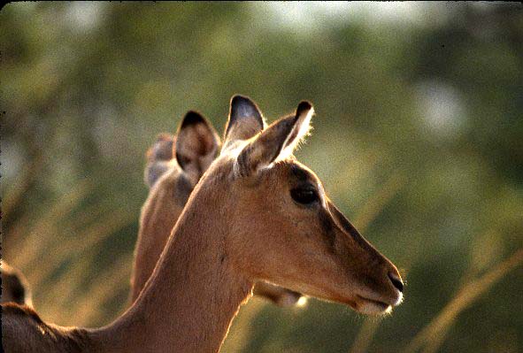 Impala females