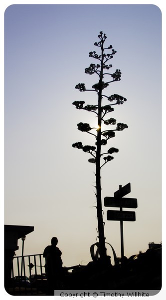 100 year cactis 001