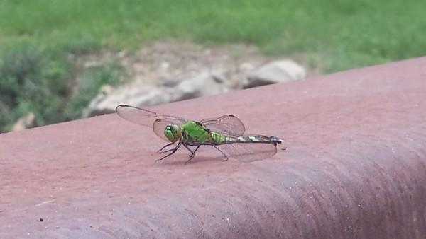 Dragonfly along the Meramec River