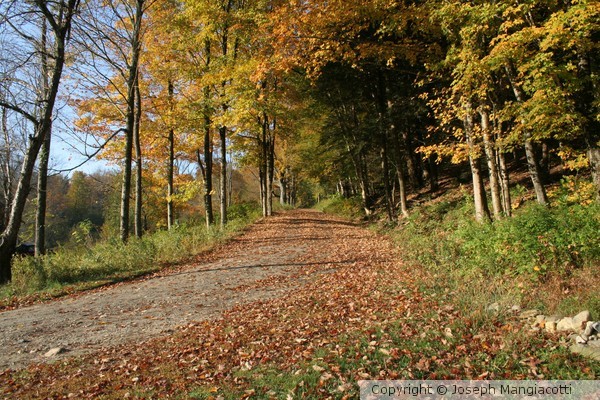 Fall Morning In Vermont-3
