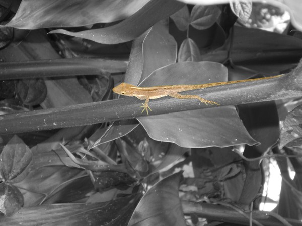 Lizard