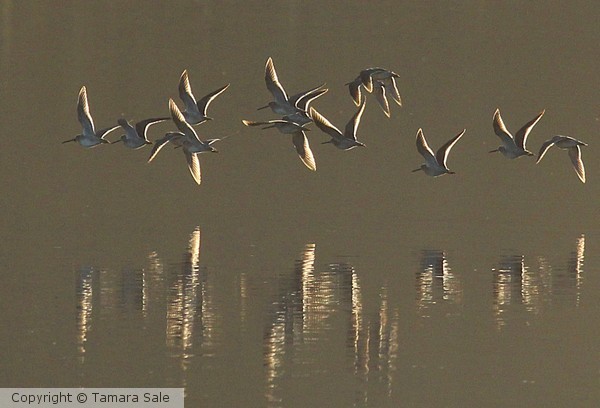 Long-billed Dowitchers in Flight