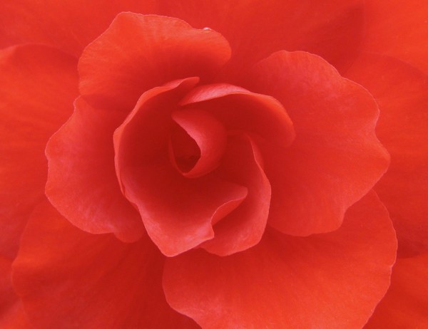 Rose close-up