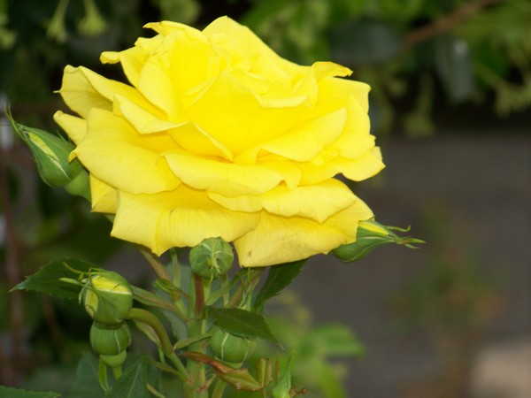 YELLOW ROSE