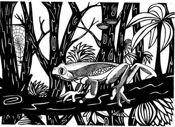 treefrog